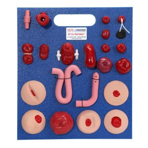 Otto Ostomy Model - Advanced