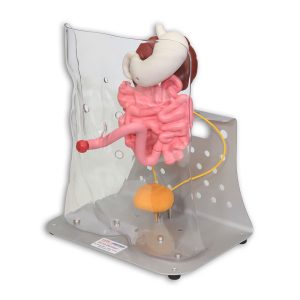 Otto Ostomy Model - Advanced