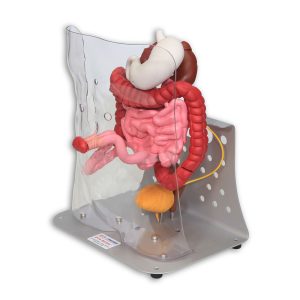 Otto Ostomy Model - Advanced