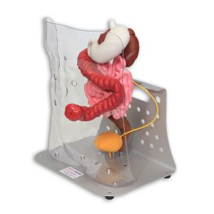 Otto Ostomy Model - Advanced