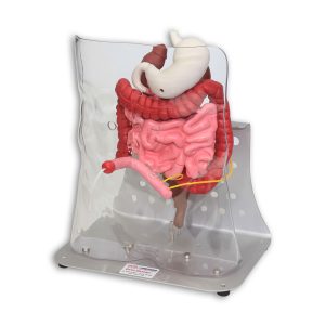 Otto Ostomy Model - Advanced